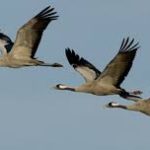 Ruta ornitológica a las orillas del río Tiétar